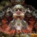 scorpionfish_tasseled_lsb_ki_h_0065_kom5649.jpg